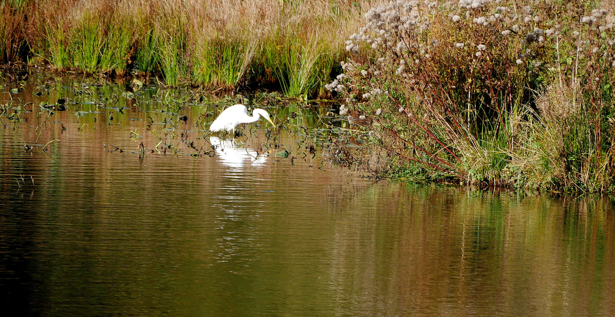 Reiher im Mühlenteich