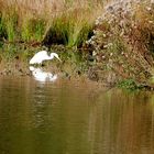 Reiher im Mühlenteich