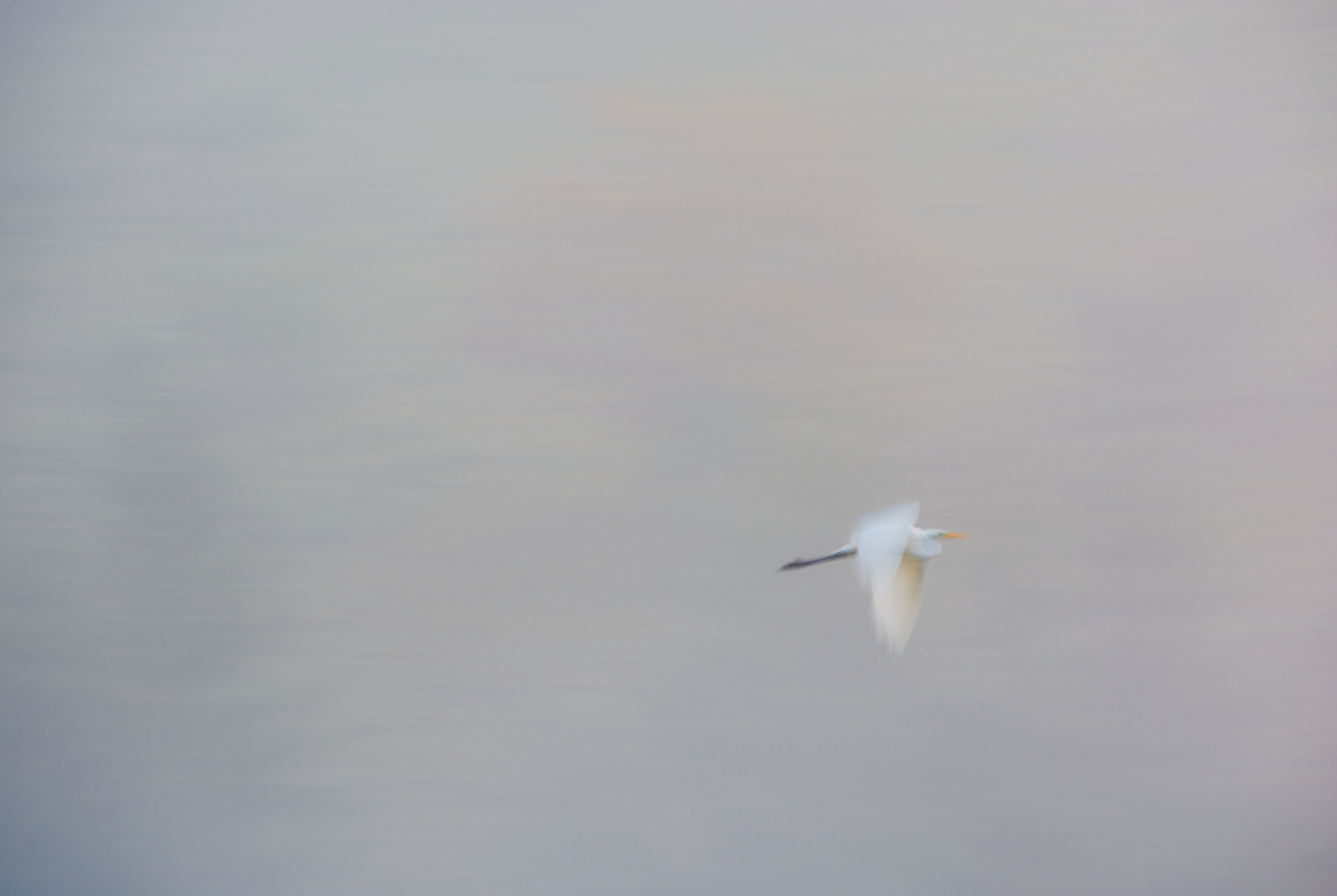 Reiher im Nebel