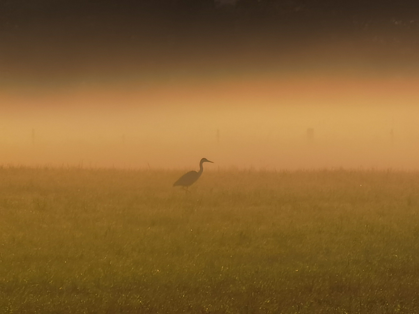 Reiher im Nebel