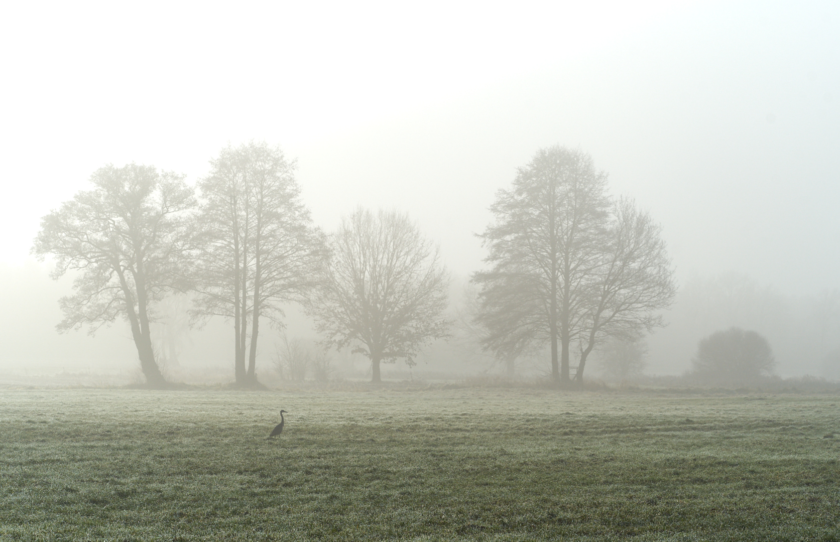 Reiher im Nebel