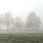 Reiher im Nebel