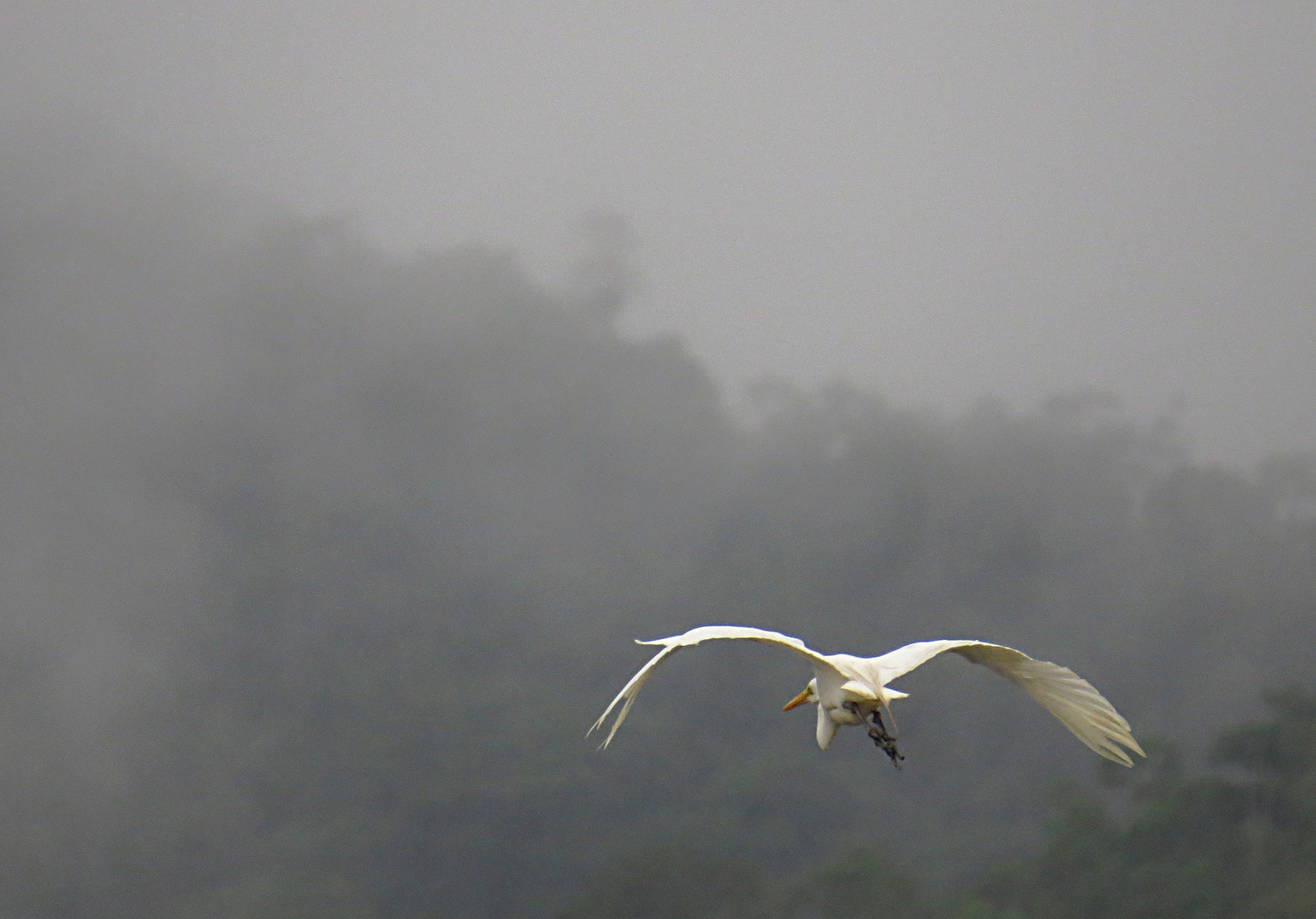 Reiher im Nebel