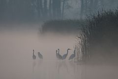 Reiher im Nebel II