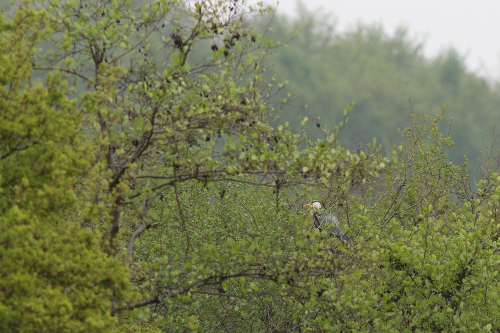 Reiher im Nest