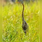 Reiher im Okavango Delta - Botswana