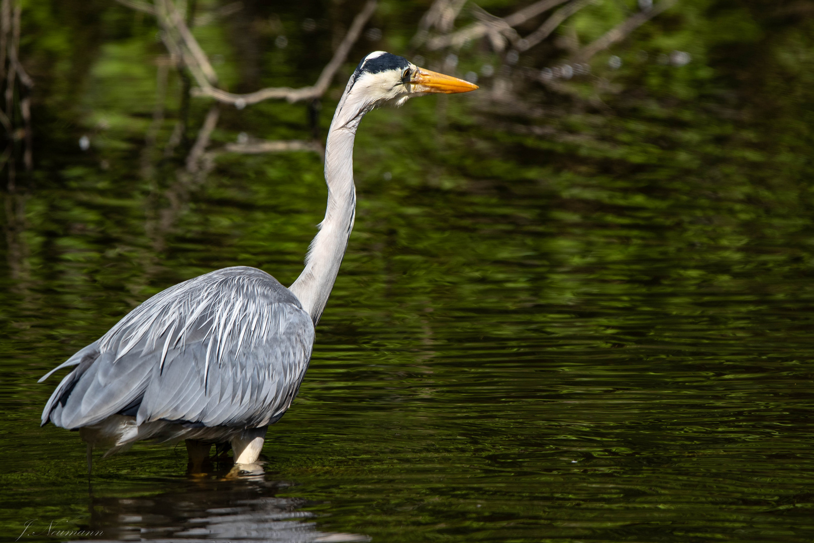 Reiher im Park 