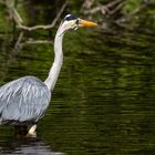 Reiher im Park 