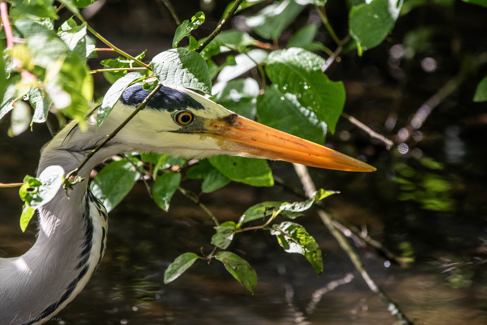 Reiher im Park 