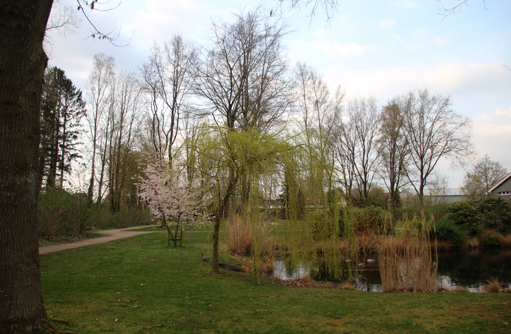 Reiher im Park ... 