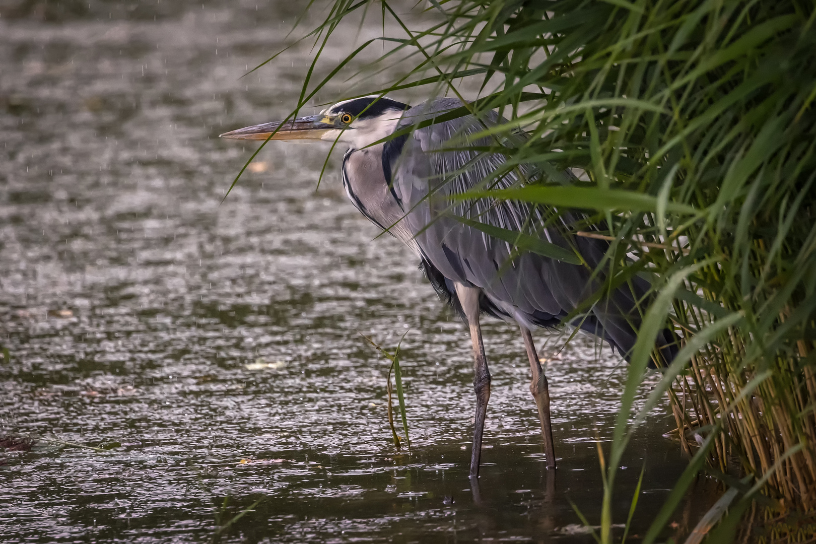 Reiher im Regen