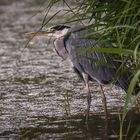 Reiher im Regen