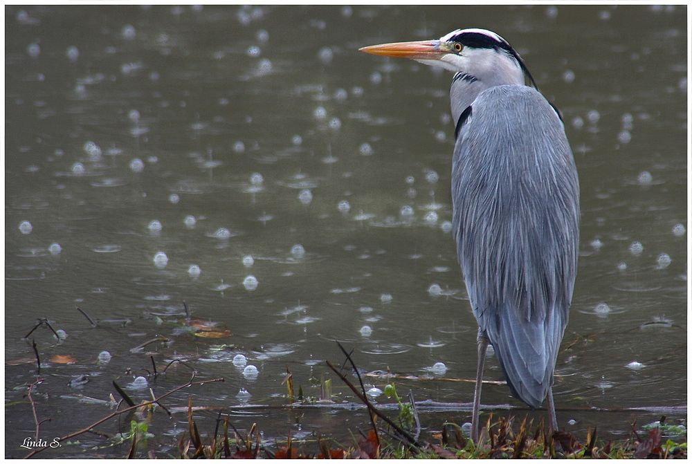 Reiher im Regen :-)