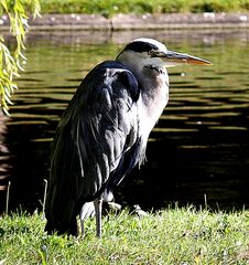 Reiher im Regent´s Park London