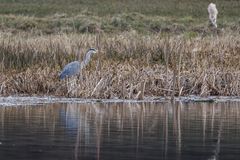 Reiher im Schilf