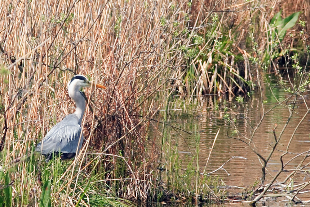 Reiher im Schilf