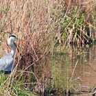 Reiher im Schilf