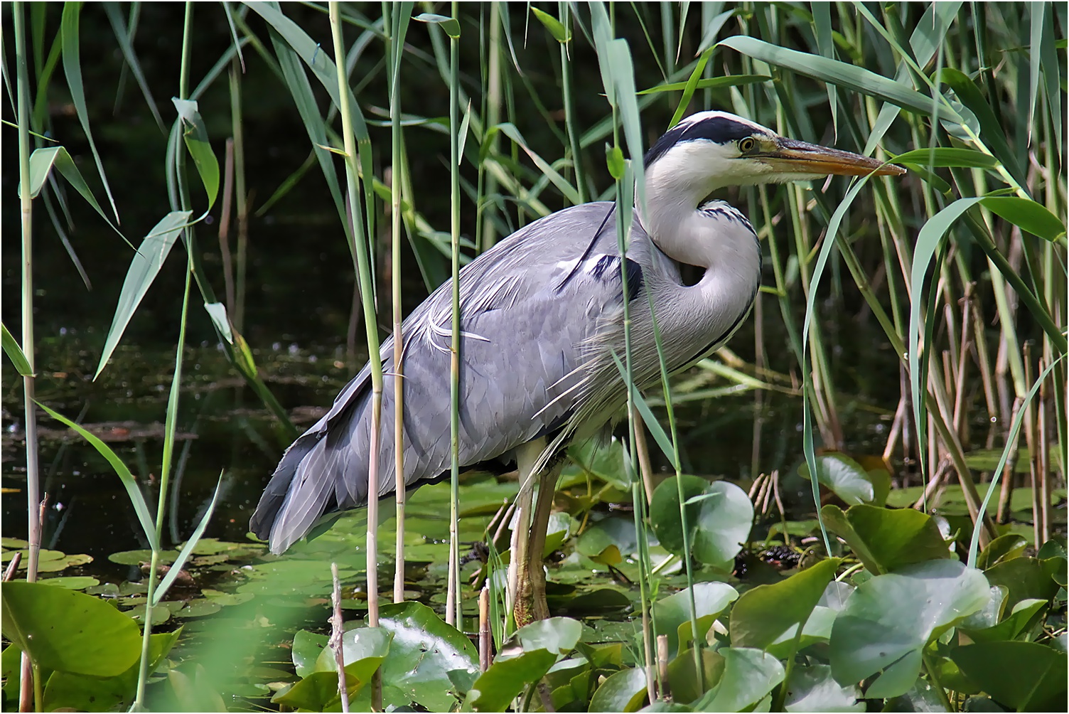 Reiher im Schilf