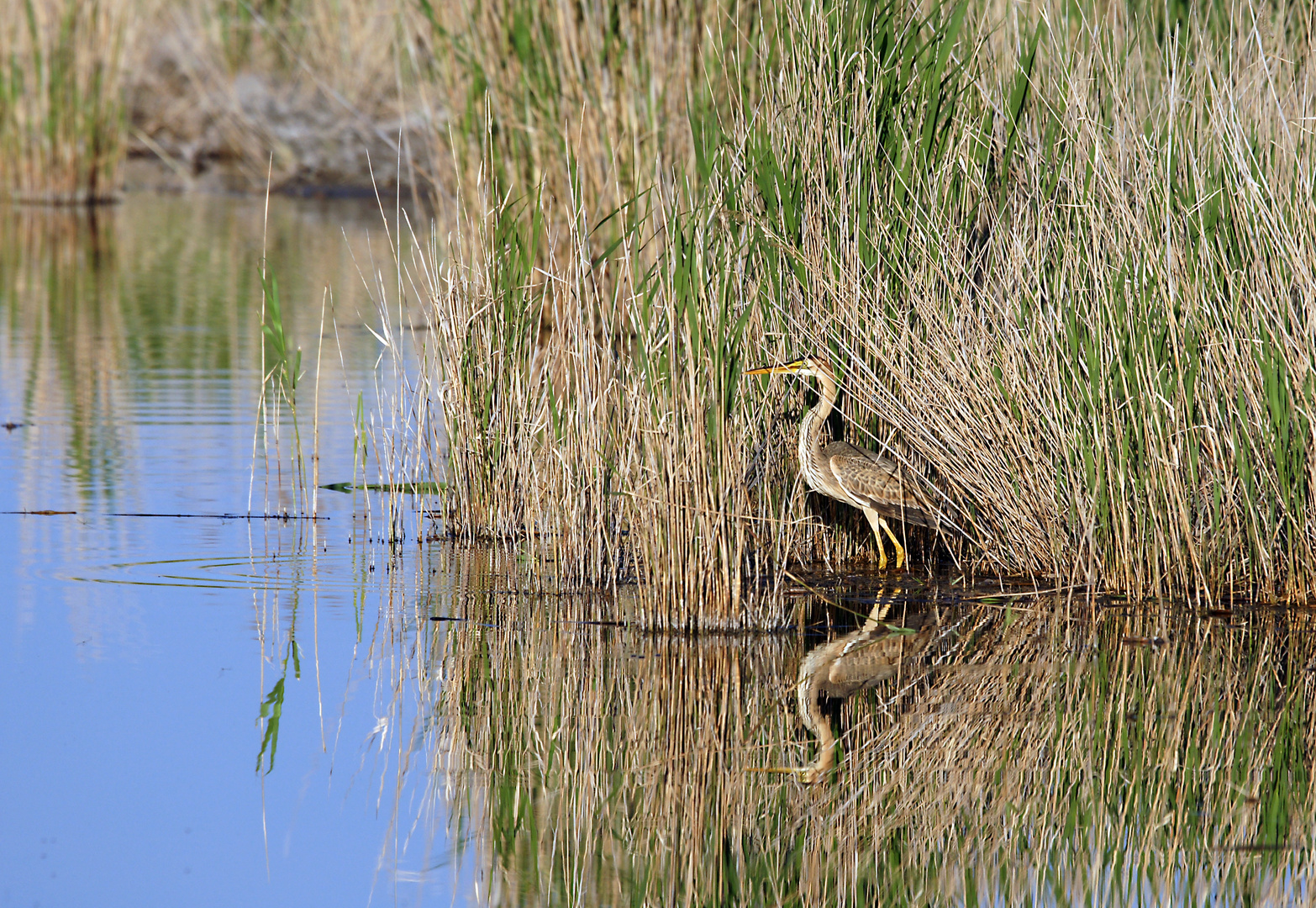 Reiher im Schilf