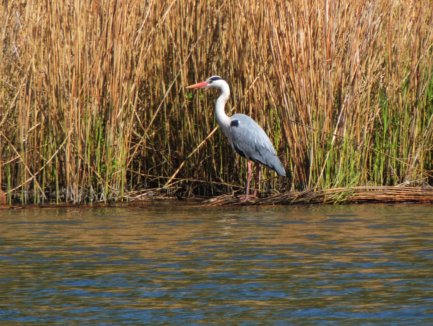 Reiher im Schilf bei der Eyneburg (Hergenrath - Belgien)