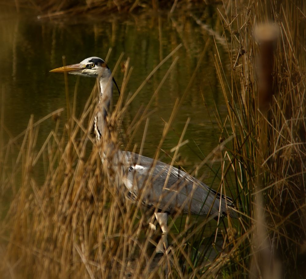 Reiher im Schilf