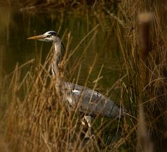 Reiher im Schilf