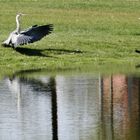 Reiher im Schloßgarten von Schwerin, BUGA 2009