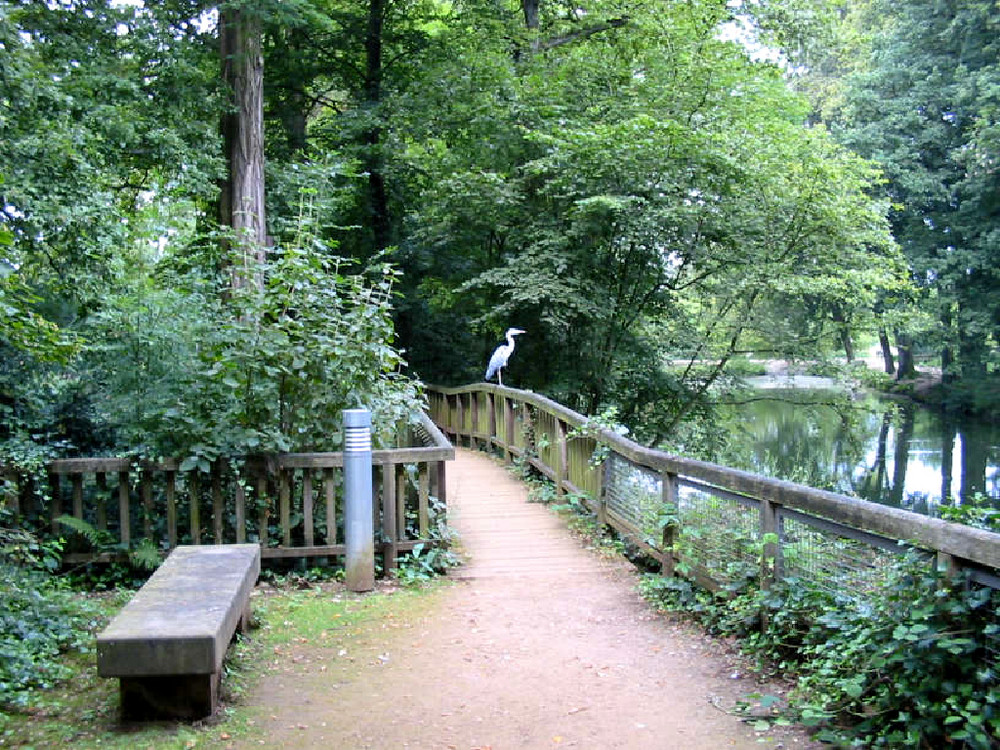 Reiher im Schlosspark