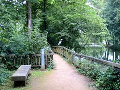 Reiher im Schlosspark