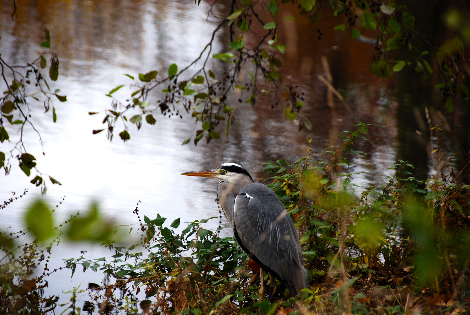 Reiher im Schlosspark