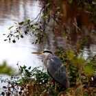 Reiher im Schlosspark