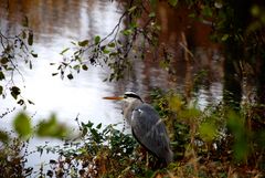 Reiher im Schlosspark