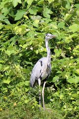 Reiher im Schlosspark Branitz bei Cottbus