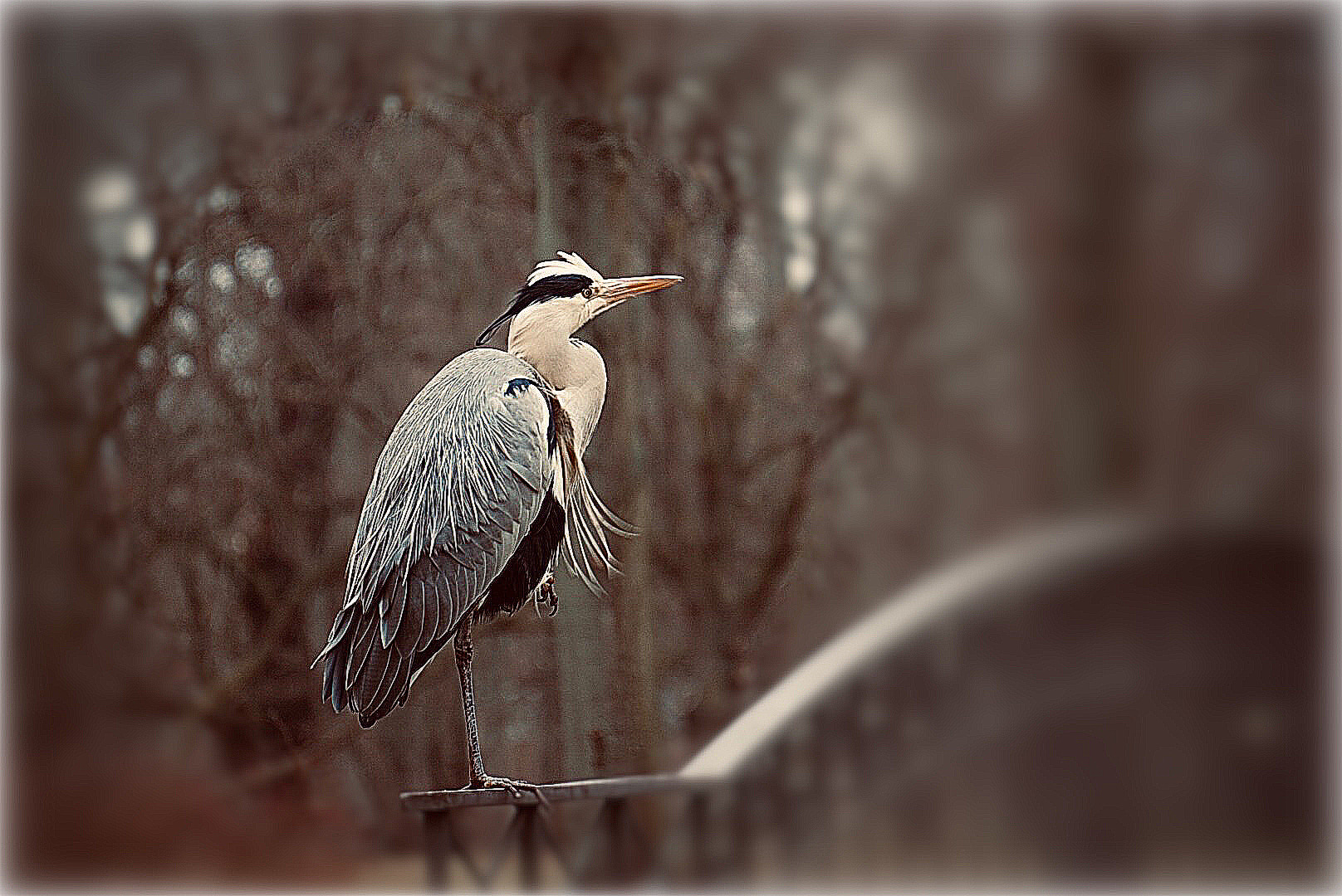 Reiher im Schlosspark Charlottenburg 