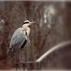 Reiher im Schlosspark Charlottenburg 