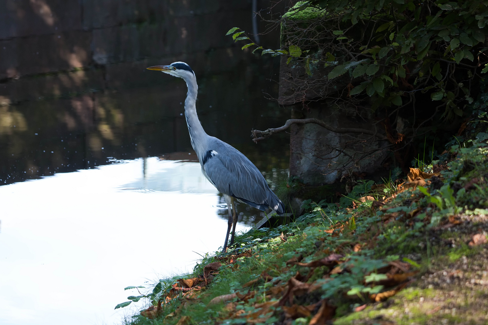 Reiher im Schloßpark Schwetzingen