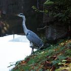 Reiher im Schloßpark Schwetzingen