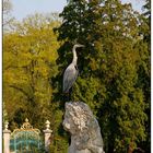 Reiher im Schlosspark von Schwetzingen