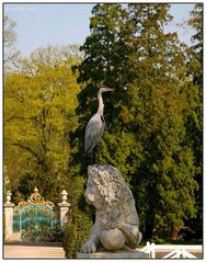 Reiher im Schlosspark von Schwetzingen