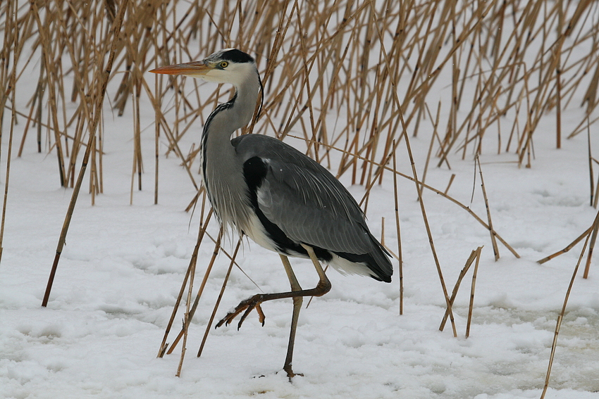 Reiher im Schnee