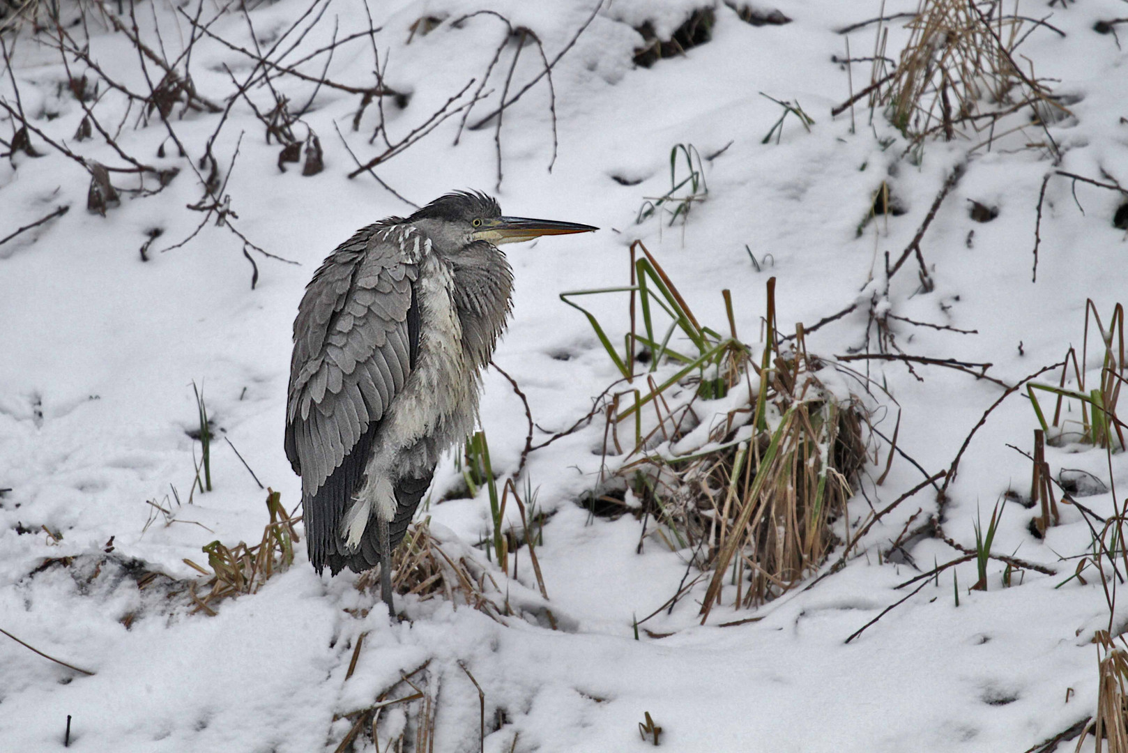 Reiher im Schnee