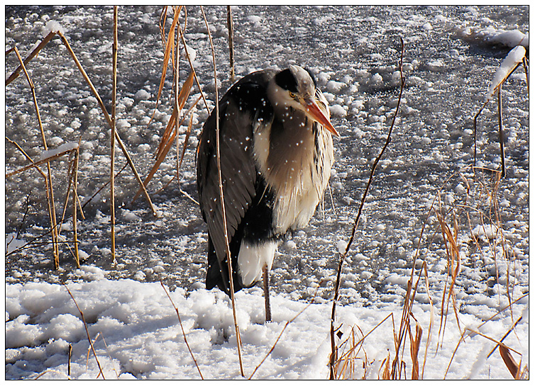 Reiher im Schnee