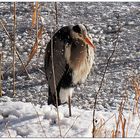 Reiher im Schnee