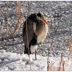 Reiher im Schnee