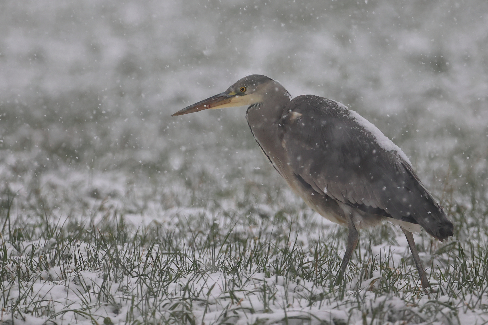 Reiher im Schnee