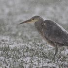 Reiher im Schnee