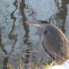 Reiher im Schnee