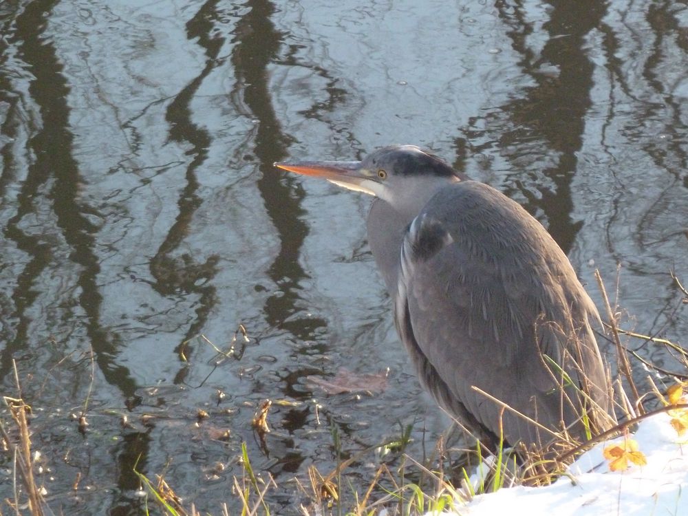 Reiher im Schnee