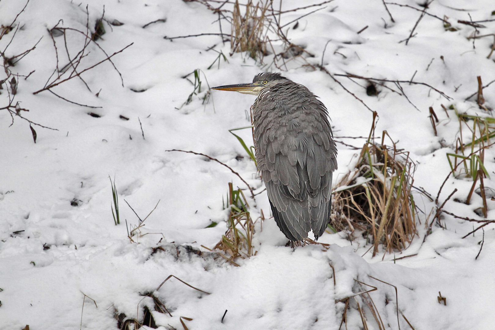 Reiher im Schnee