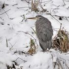 Reiher im Schnee